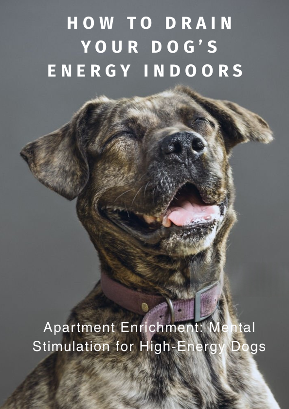 How to Drain Your Dog’s Energy Indoors